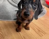 Dachshund (Smooth Haired)