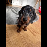 Dachshund (Smooth Haired)