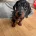 Dachshund (Smooth Haired)