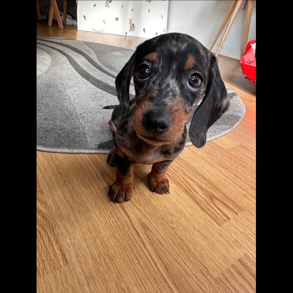 Dachshund (Smooth Haired)
