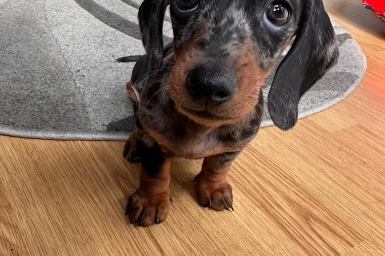 Dachshund (Smooth Haired)