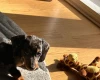 Dachshund (Smooth Haired)