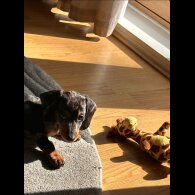 Dachshund (Smooth Haired)