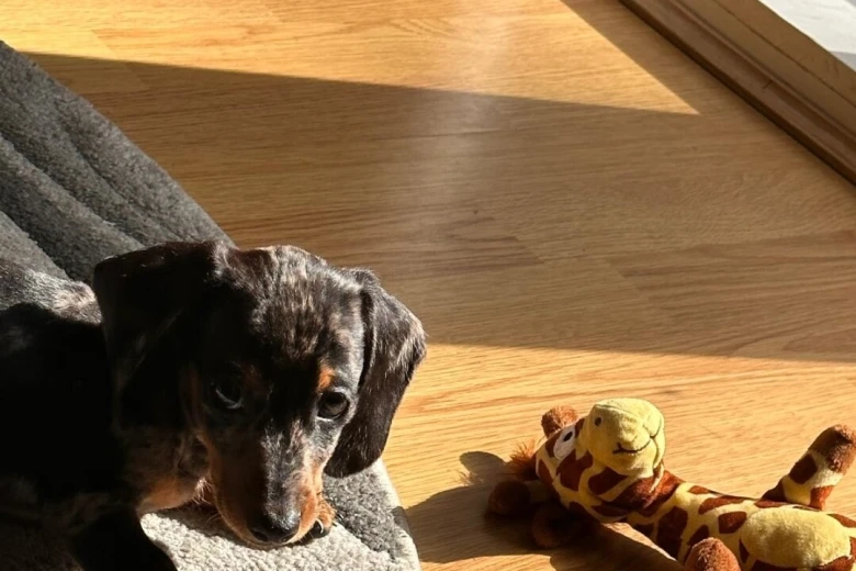 Dachshund (Smooth Haired)