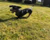 Dachshund (Smooth Haired)
