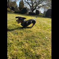 Dachshund (Smooth Haired)