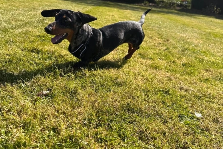 Dachshund (Smooth Haired)