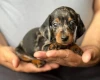 Dachshund (Smooth Haired)