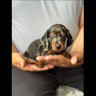 Dachshund (Smooth Haired)