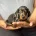 Dachshund (Smooth Haired)