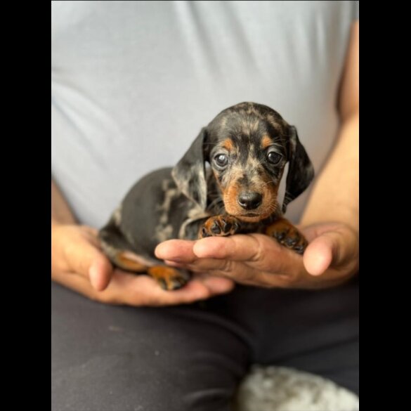 Dachshund (Smooth Haired)
