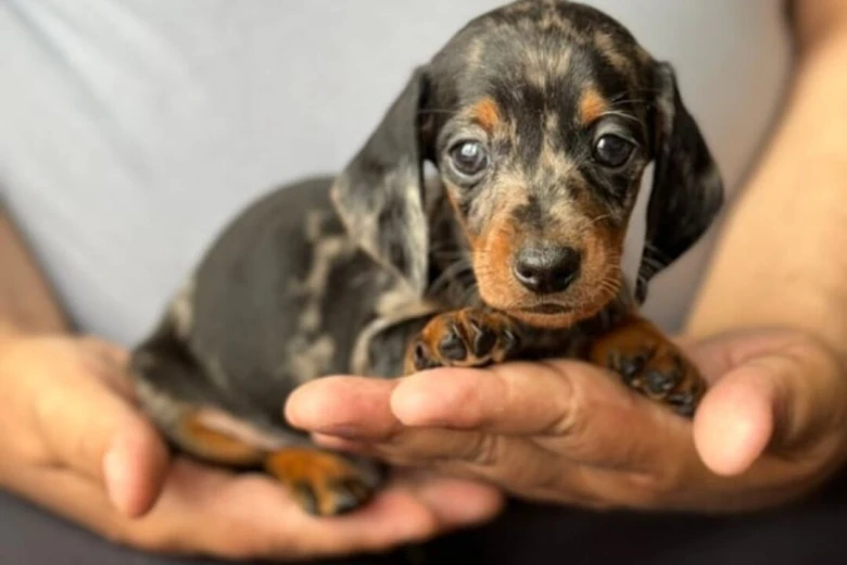 Dachshund (Smooth Haired)