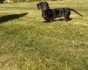 Dachshund (Smooth Haired)
