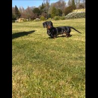 Dachshund (Smooth Haired)