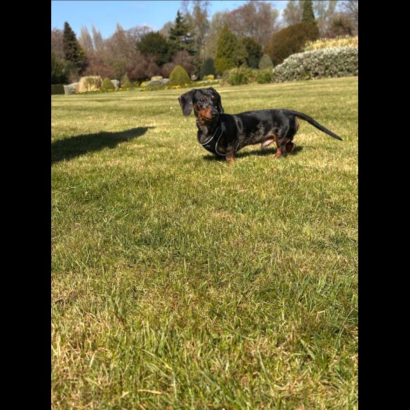 Dachshund (Smooth Haired)