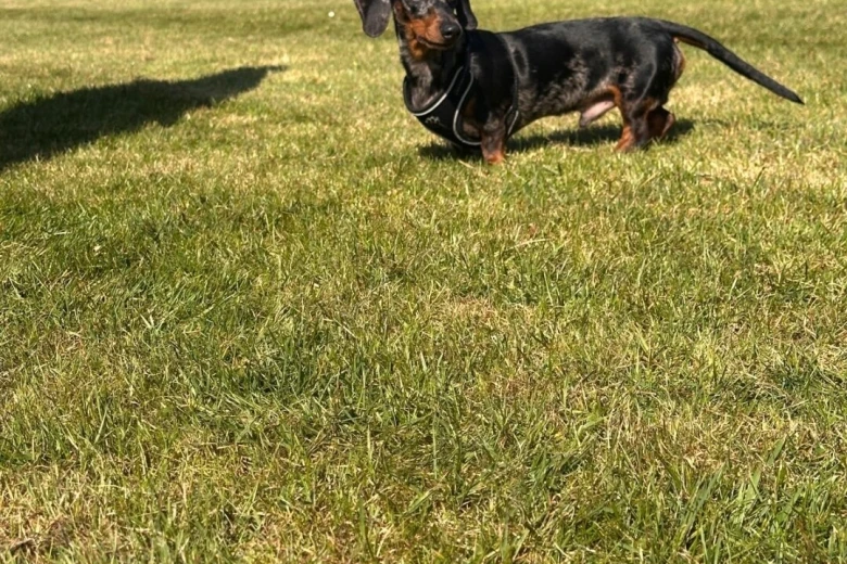 Dachshund (Smooth Haired)
