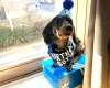 Dachshund (Smooth Haired)