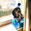 Dachshund (Smooth Haired)