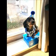 Dachshund (Smooth Haired)