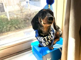 Dachshund (Smooth Haired)