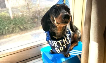 Dachshund (Smooth Haired)