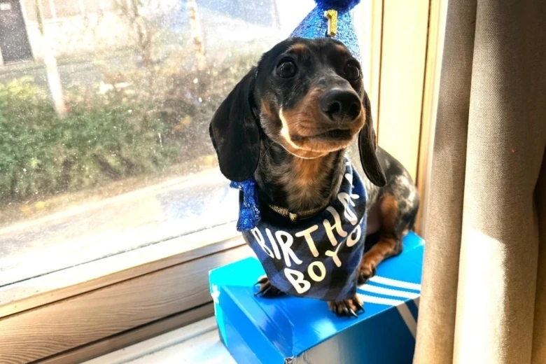 Dachshund (Smooth Haired)