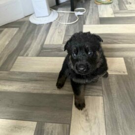 German Shepherd (Alsatian) - Both