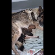 German Shepherd (Alsatian) - Dogs