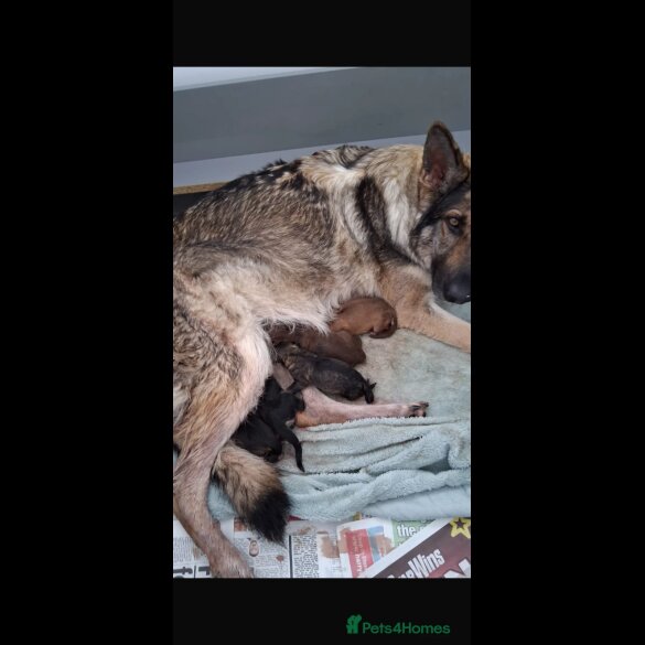 German Shepherd (Alsatian) - Dogs