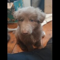 German Shepherd (Alsatian) - Both