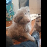 German Shepherd (Alsatian) - Both