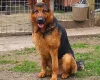German Shepherd (Alsatian)