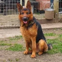 German Shepherd (Alsatian)