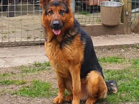 German Shepherd (Alsatian)