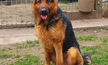 German Shepherd (Alsatian)