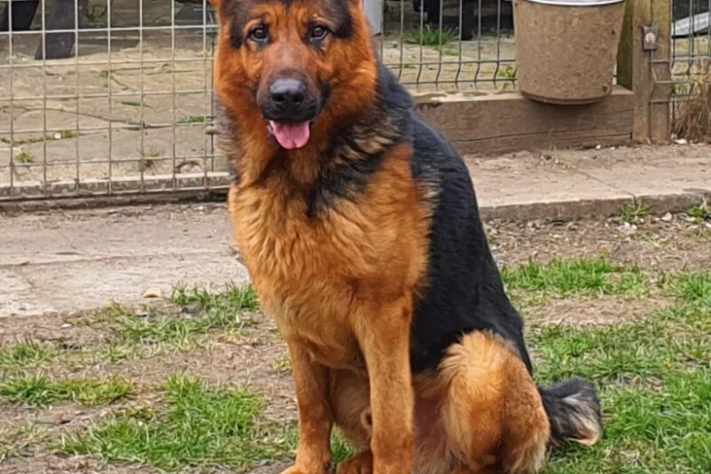 German Shepherd (Alsatian)