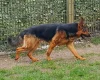 German Shepherd (Alsatian)