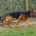 German Shepherd (Alsatian)