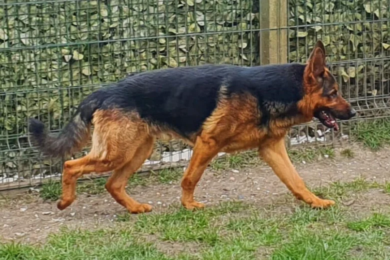 German Shepherd (Alsatian)