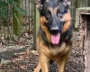 German Shepherd (Alsatian)