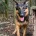 German Shepherd (Alsatian)