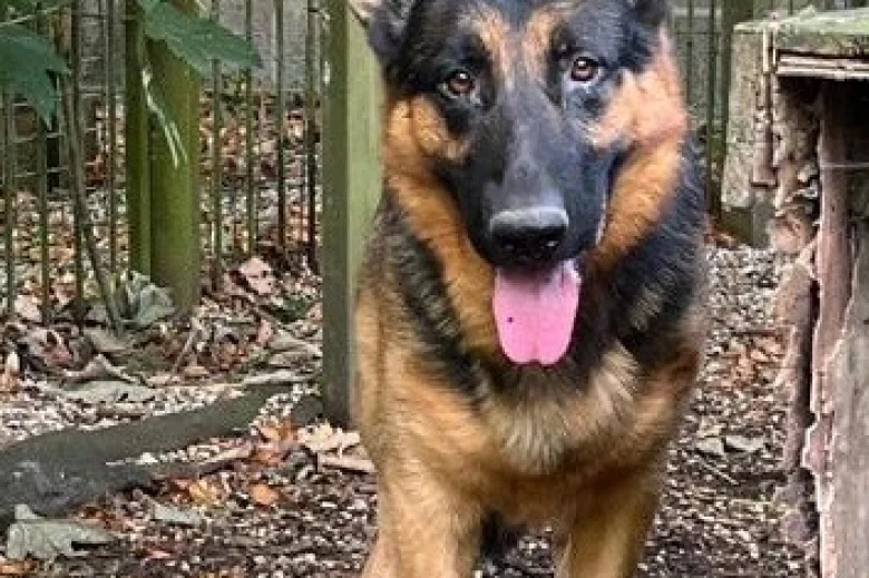 German Shepherd (Alsatian)