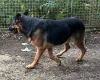 German Shepherd (Alsatian)