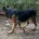 German Shepherd (Alsatian)