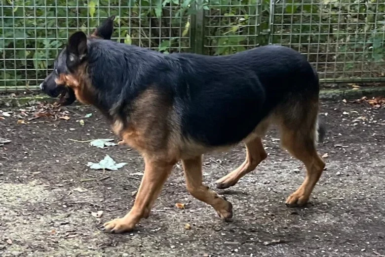 German Shepherd (Alsatian)