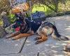 German Shepherd (Alsatian)