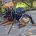 German Shepherd (Alsatian)