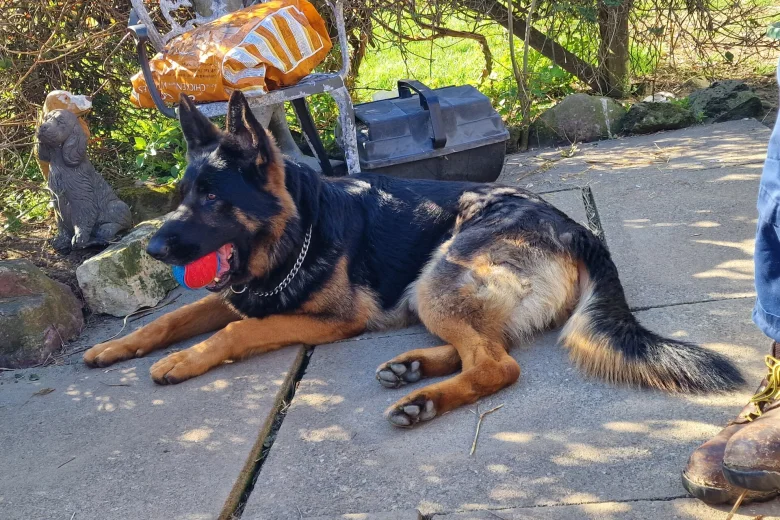 German Shepherd (Alsatian)