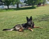 German Shepherd (Alsatian)