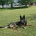 German Shepherd (Alsatian)